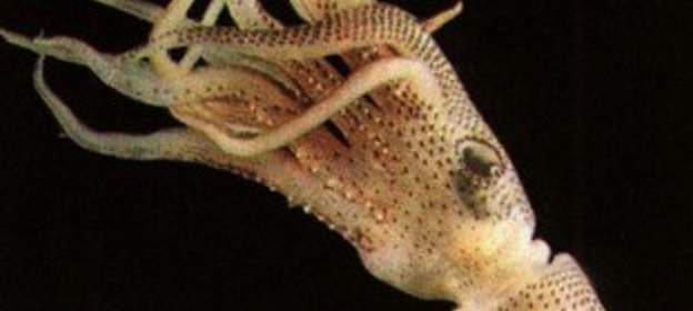 Салат Каравелла